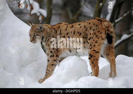 Lynx (Lynx lynx) standing in the snow, animal enclosure, Bavarian Forest National Park, Bavaria, Germany Stock Photo