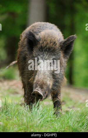 Wild boar (Sus scrofa), sow, captive, Bavaria, Germany Stock Photo