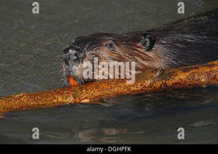 Eurasian Beaver (Castor fiber) in water with a willow branch, captive, Baden-Württemberg, Germany Stock Photo