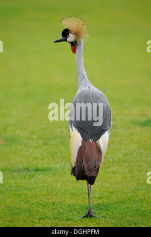 Black Crowned-Crane (Balearica pavonina), occurrence in West Africa and the Sahel, captive, Saxony, Germany Stock Photo