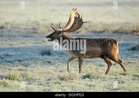 Fallow Deer (Dama dama), buck belling during the rutting season, captive, Bavaria, Germany
