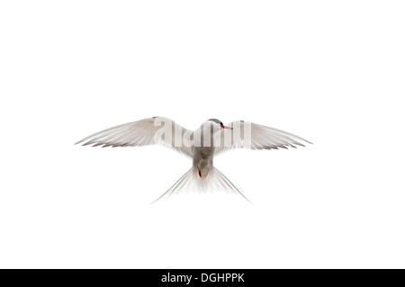 Arctic tern (Sterna paradisaea), Shetland, Scotland, United Kingdom, Europe Stock Photo