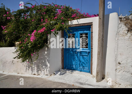 Bougainvillea plant growing on a doorway with a bright blue door, Megalochóri, Santorini, Cyclades, Greek island, Greece Stock Photo