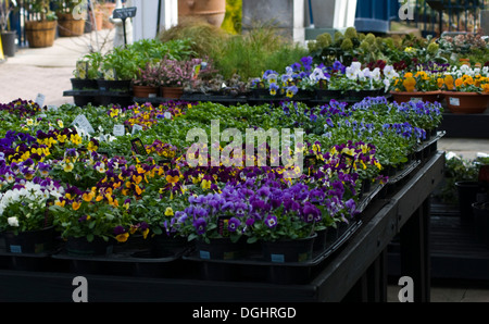 Flowers sale ,flowers on the  table in the garden center ,greenhouse store. Stock Photo