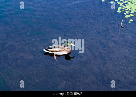 male mallard ,mallard duck on the lake Stock Photo