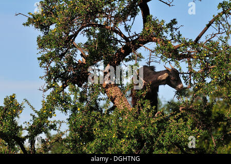 Goat eating the leaves of an Argan Tree (Argania spinosa), Anti-Atlas, Souss-Massa-Draâ region, Morocco Stock Photo