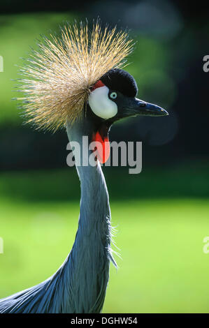 Black Crowned Crane (Balearica pavonina), portrait, Tanzania, Africa Stock Photo