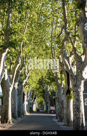 Plane tree avenue, Provence, Provence-Alpes-Côte d'Azur, France, Europe, Mane, Mane, Provence-Alpes-Côte d’Azur, France Stock Photo