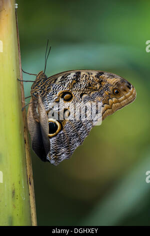 Forest Giant Owl Butterfly (Caligo eurilochus), Mauazinho, Manaus, Amazonas State, Brazil Stock Photo
