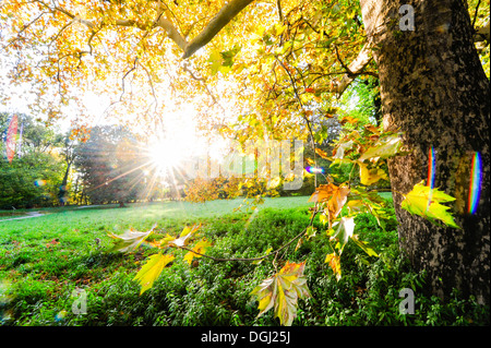 Landscape garden Harrachpark in autumn Stock Photo