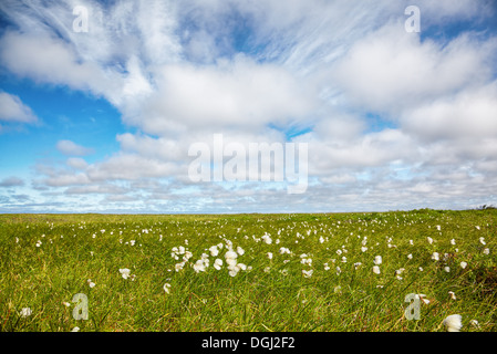 Cotton grass tundra Nizhnekolymsky District of Sakha Yakutia Stock Photo
