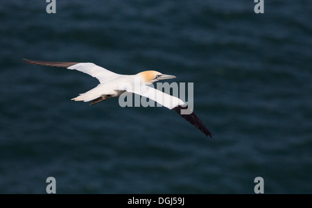 Gannet flying over sea at Bempton Cliffs. Stock Photo