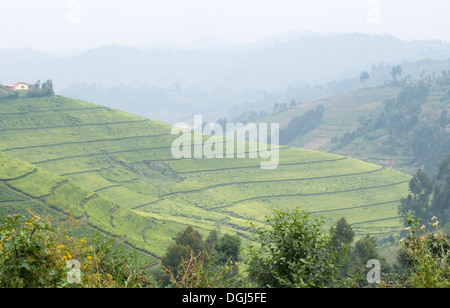 Tea plantations in Central Rwanda between Kigali and Ruhengiri near the Virunga Mountains The land of 1000 Hills Stock Photo