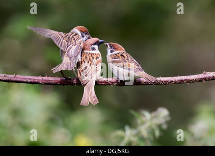 Adult Tree Sparrow feeding youngsters on a branch with shallow depth of field. Stock Photo
