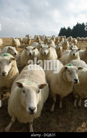 Close up of flock of sheep Stock Photo