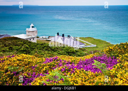 Yellow gorse and purple heather at Bull Point Lighthouse with Lundy Island in the distance. Stock Photo