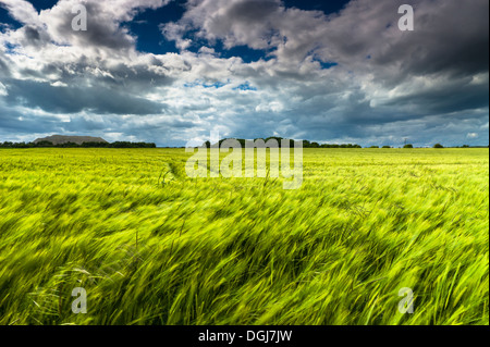 A field of barley blows in the wind beneath a threatening sky. Stock Photo