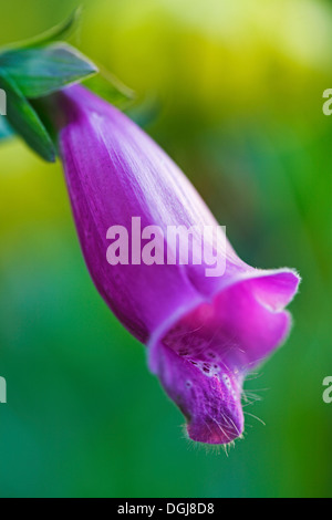 Single Foxglove flower. Stock Photo