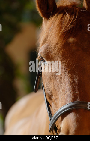 Horse portrait Stock Photo