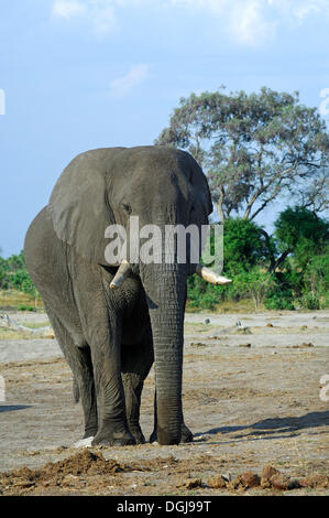 Pregnant African elephant (Loxodonta africana), Savuti National Park, Botswana, Africa Stock Photo