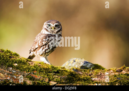 A little owl perched on a mossy bough. Stock Photo