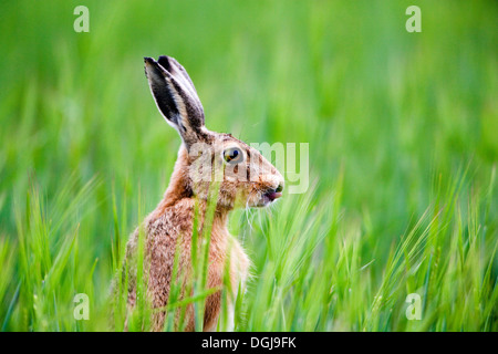 A brown hare in a meadow. Stock Photo