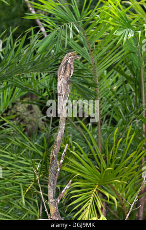 Perfectly camouflaged Common Potoo (Nyctibius griseus) breeding on a dead tree stump, the bird seems to blend into the Stock Photo