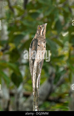 Perfectly camouflaged Common Potoo (Nyctibius griseus) breeding on a dead tree stump, the bird seems to blend into the Stock Photo