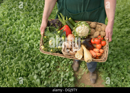 Farmer carrying organic vegetables in box for delivery, close up Farmer carrying organic vegetables in box for delivery, close up