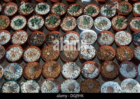 Mosaic of flower pots with seedlings of various succulents in Kokerboom Succulent Nursery in Vanrhynsdorp, Western Cape Province Stock Photo