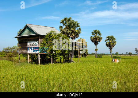 Simple house on stilts, a rice farmer in a field with green Rice (Oryza sativa) and Sugar Palms (Borassus flabellifer) at the Stock Photo
