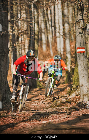 Men mountain biking through forest Stock Photo