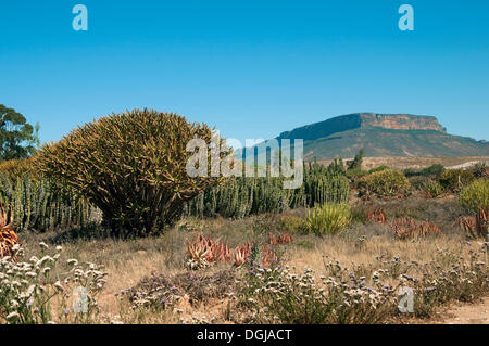 Garden area of the world&#39;s largest succulent nursery &quot;Kokerboom&quot;, Vanrhynsdorp, Western Cape, South Africa Stock Photo