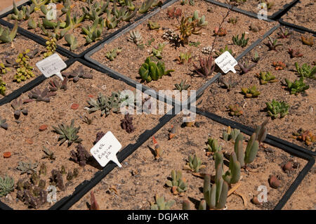 succulent-plants-for-sale-in-the-world-s-largest-succulent-nursery