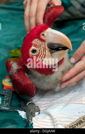 Control examination and collection of biometric data, macaw chick, 50 days, Green-winged Macaw or Red and Green Macaw (Ara