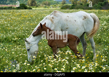 Arabian mare with a newborn foal on a flower meadow, Andalusia, Spain Stock Photo