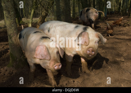 Three pigs walking in mud on farm Stock Photo