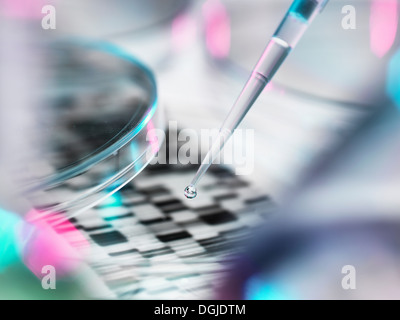 DNA sample being pipetted into petri dish with DNA gel in background Stock Photo