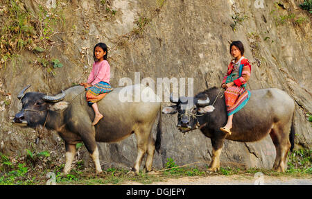 Two children riding water buffaloes, Vietnam, Asia Stock Photo