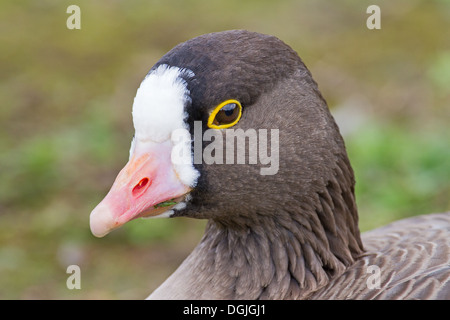 Lesser White-fronted Goose Stock Photo