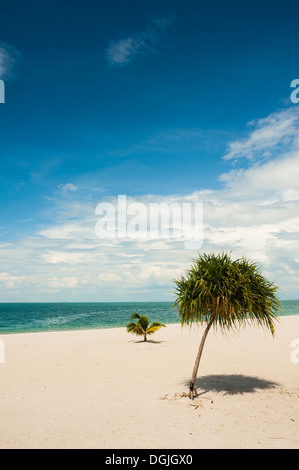 Two small trees on Tanjung Rhu beach in Langkawi. Stock Photo