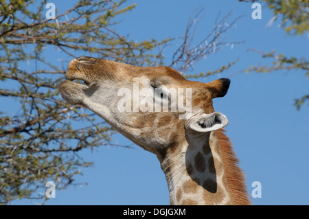 Giraffe eating leaves, Etosha National Park, Namibia