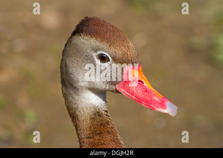 Black-bellied or Red-billed Whistling-duck ( Stock Photo