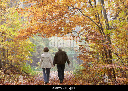 Senior couple strolling through a beech forest in autumn, rear view, Waldgebiet Harrl, Bad Eilsen, Lower Saxony, Germany Stock Photo