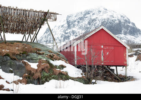 Red fishing hut with a drying rack for stockfish in winter, A, Lofoten, Nordland, Northern Norway, Norway Stock Photo