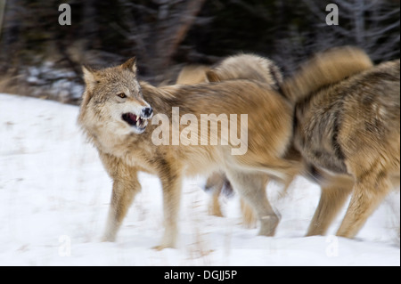 Gray Wolf (Canis lupus) Grey Wolves checking Alpha female in mating season, Montana, USA. Stock Photo