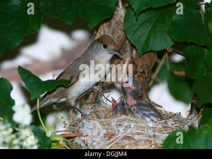 Blackcap (Sylvia atricapilla), with young in the nest Stock Photo
