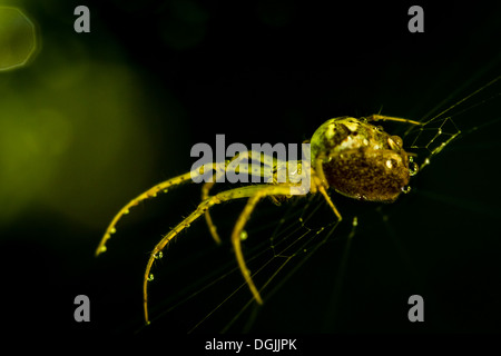 Glowing spider in the dark. Eyes in focus. Stock Photo