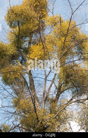 BUNCHES OF MISTLETOE VISCUM ALBUM GROWING IN TREE BRANCHES Stock Photo