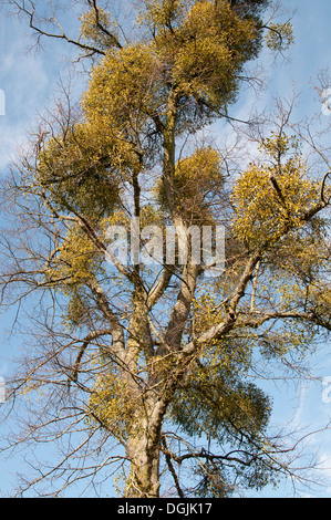 BUNCHES OF MISTLETOE VISCUM ALBUM GROWING IN TREE BRANCHES Stock Photo